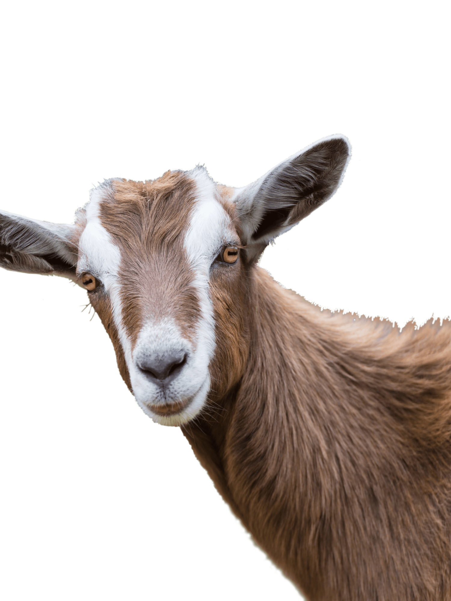 brown-goat-1